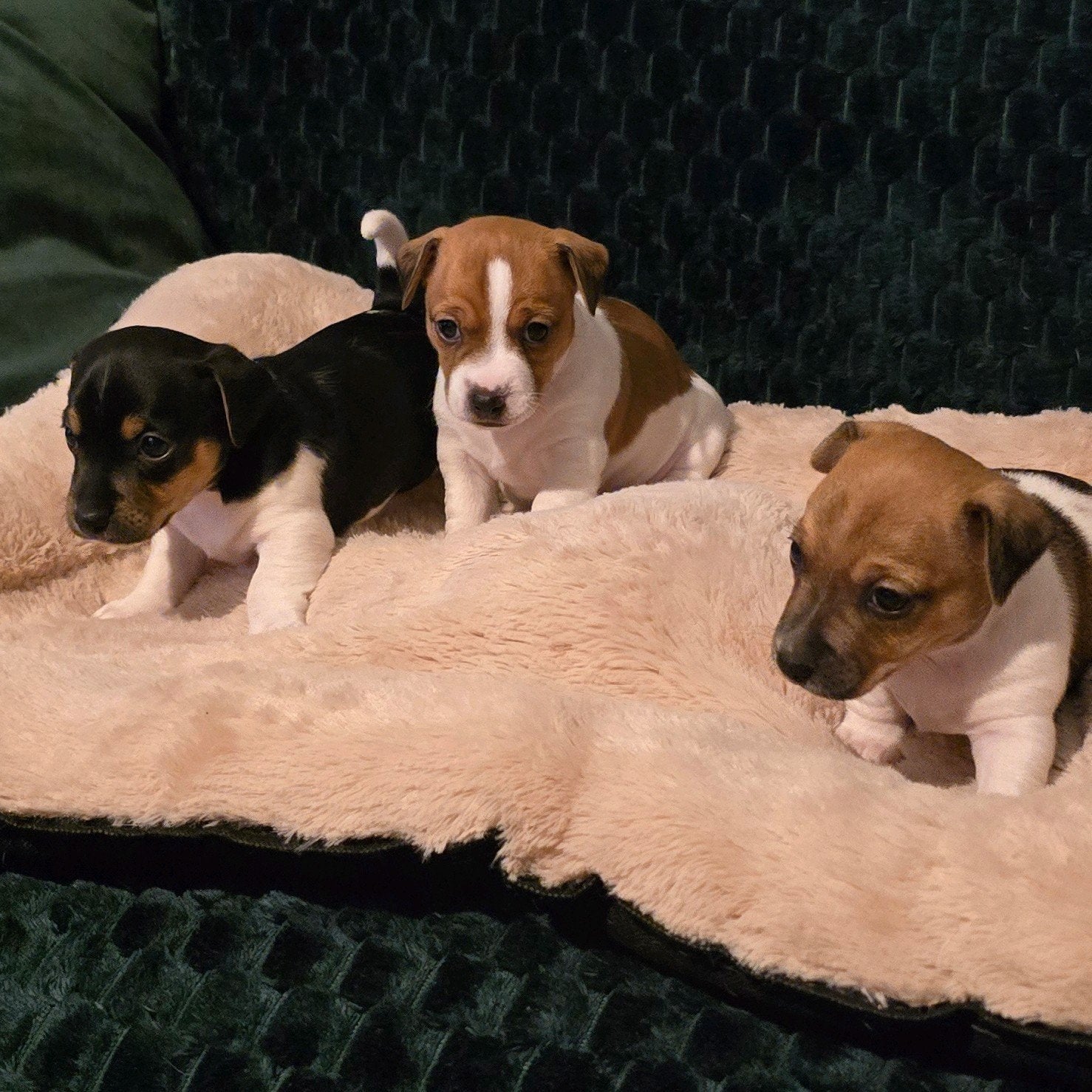 Jack Russell puppy's, Jack Russell Terriër, 8 tot 15 weken, Meerdere, Meerdere dieren