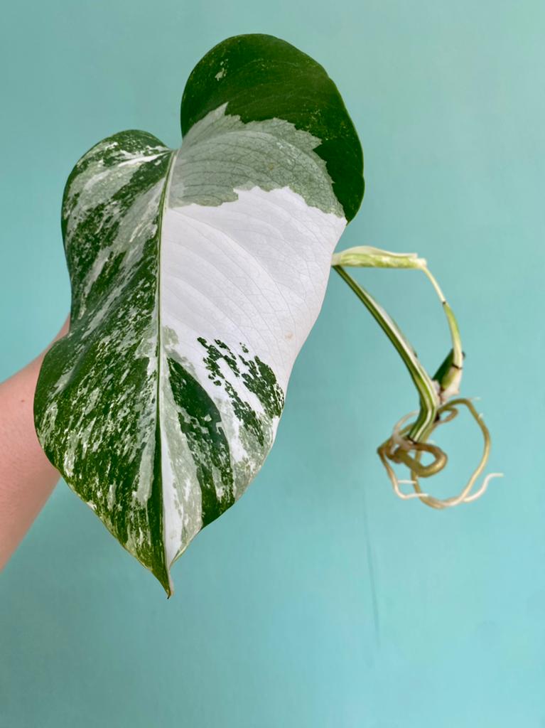 Topkwaliteit, half moon witte Monstera Albo Variegata stek, Ophalen, Halfschaduw, Minder dan 100 cm