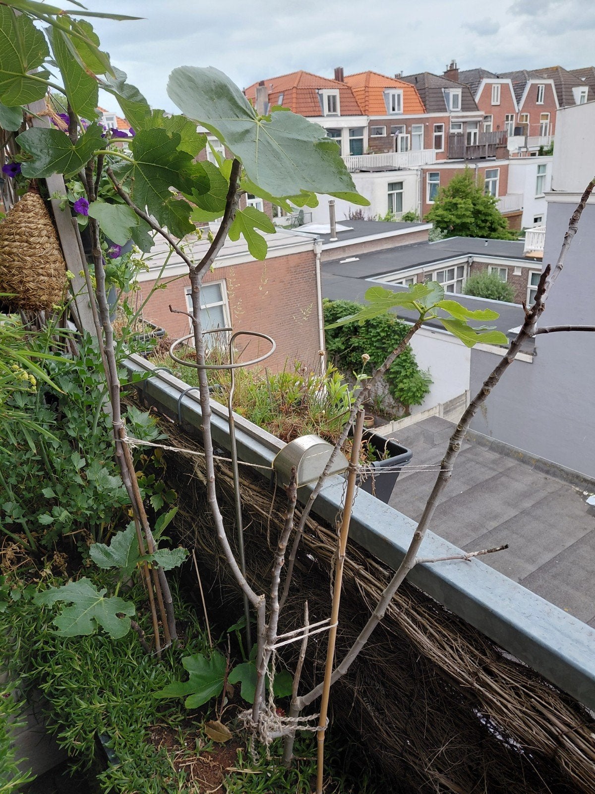 Vijgenboom Turkey 130cm  - voor balkon/tuin, Ophalen of Verzenden, Overige soorten, Volle zon