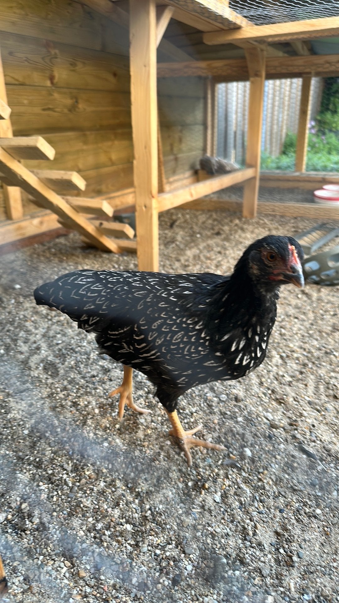 Barnevelder kriel hennetjes, Vrouwelijk, Kip