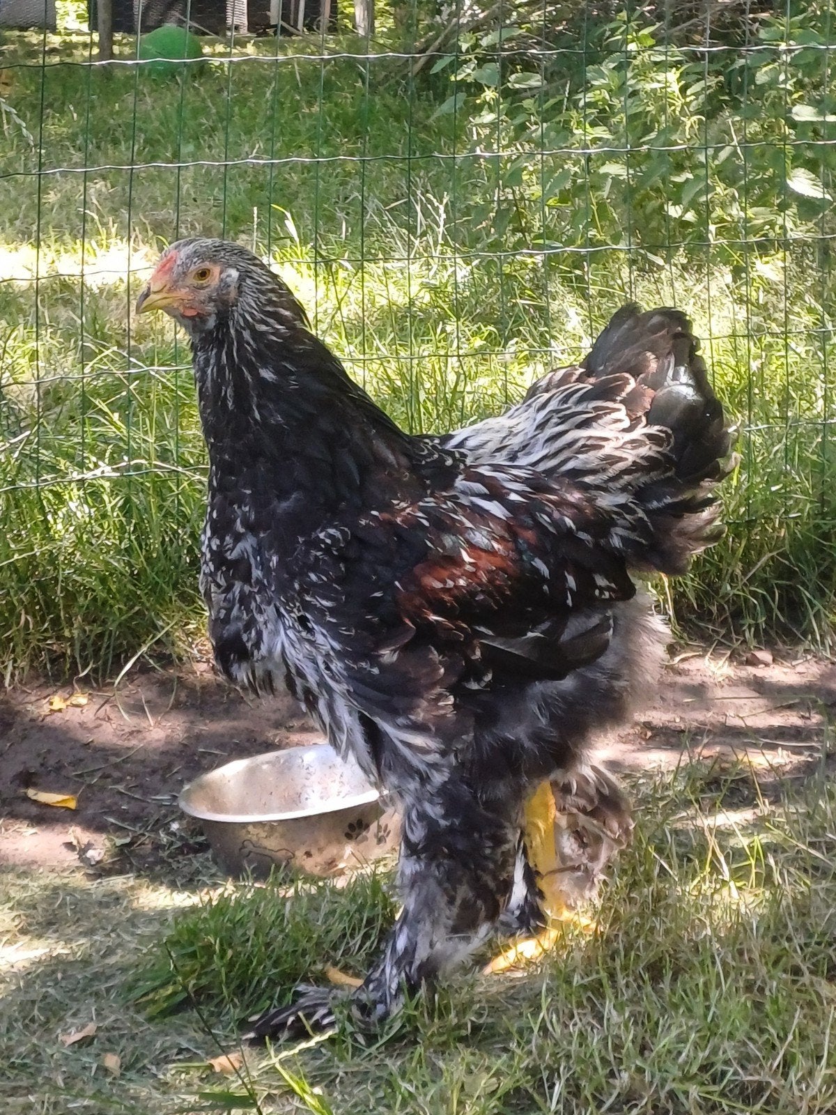 Mooie jonge Brahma hanen groot, Dieren en Toebehoren, Pluimvee, Mannelijk, Kip