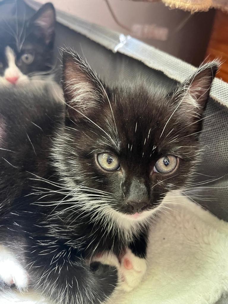 Boerderij kittens, Meerdere dieren, Kortharig, 0 tot 2 jaar