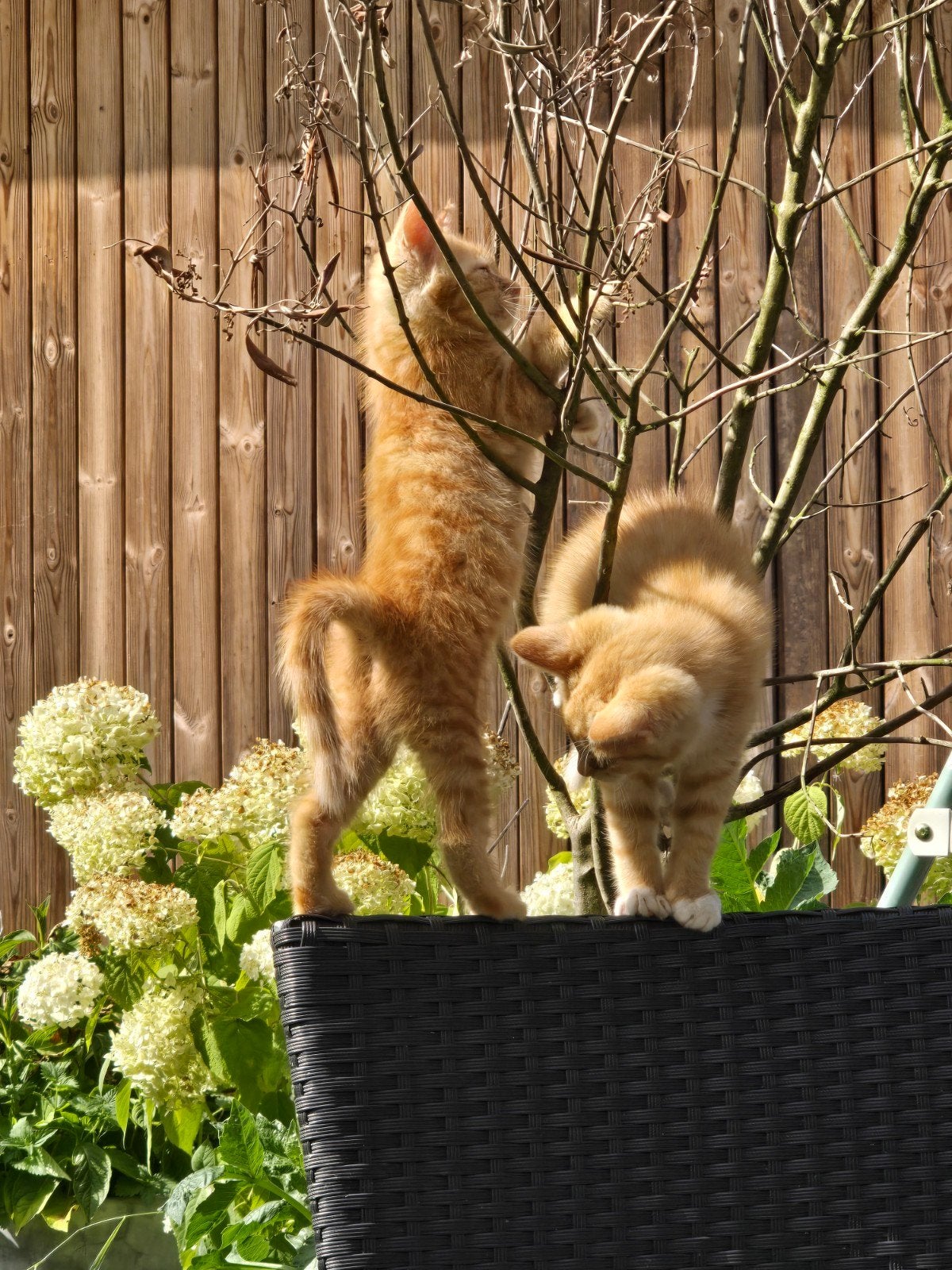 Lieve kruising zoekt een huisje, Kater, Langharig, 0 tot 2 jaar