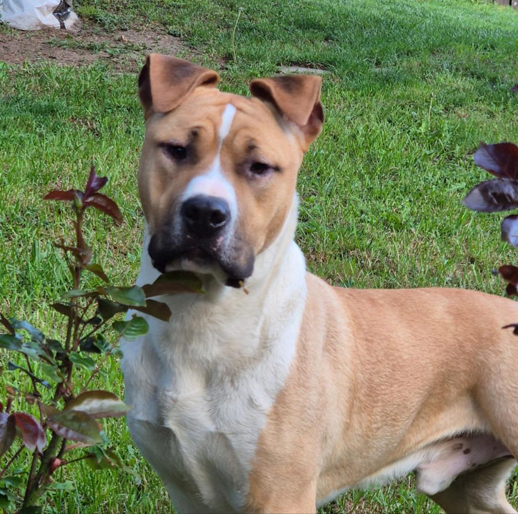 American Staffordshire Terrier - male/reu - 9 months old, Dieren en Toebehoren, Nederland, 15 weken tot 1 jaar, Eén hond, Fokker | Professioneel