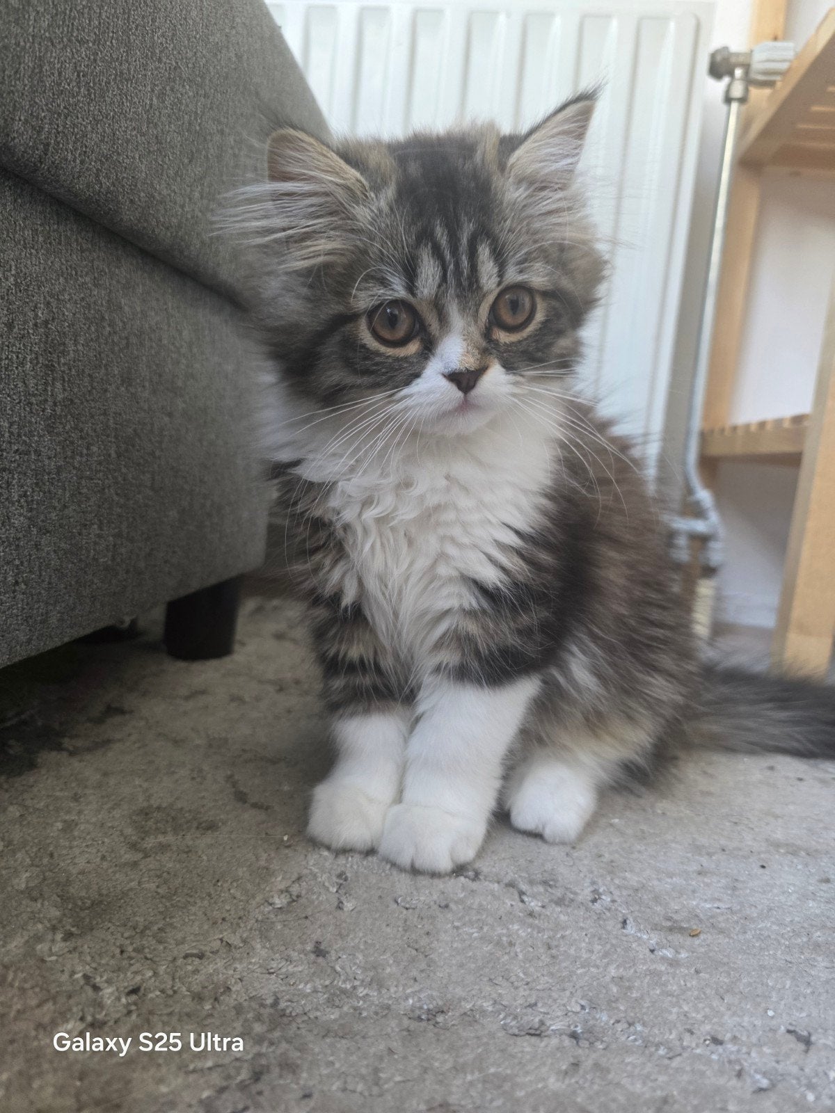 Super mooi knappe mannetje kitten Perzich/Siberische