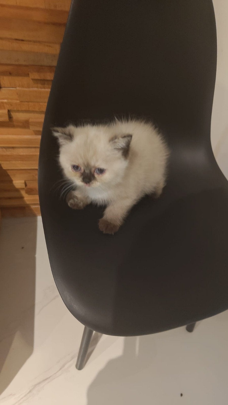 Britse Korthaar x Ragdoll kittens 7 weken mogen direct mee, Meerdere dieren, Ontwormd