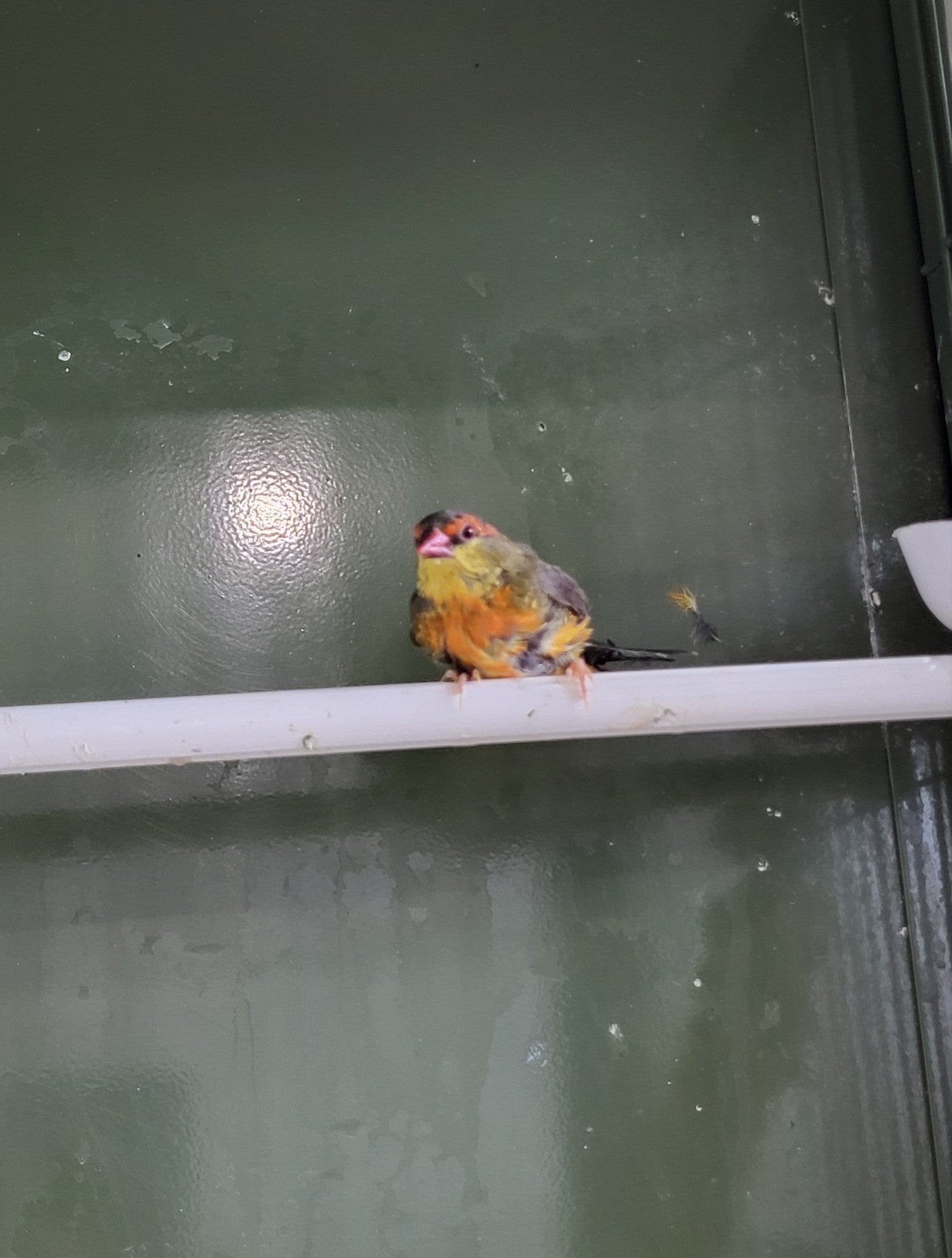 goudbuikje man, Dieren en Toebehoren, Mannelijk, Tropenvogel