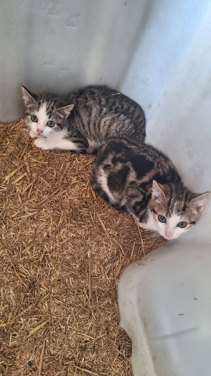 Boerderij kittens, Dieren en Toebehoren, Poes