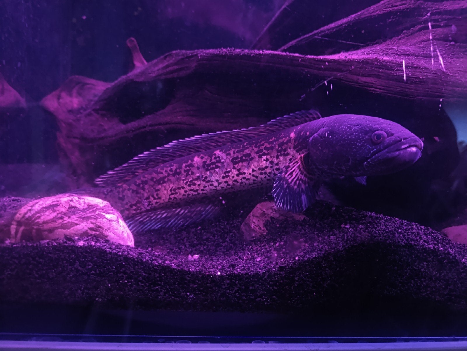 channa aurantimaculata, Dieren en Toebehoren, Vissen | Aquariumvissen, Vis