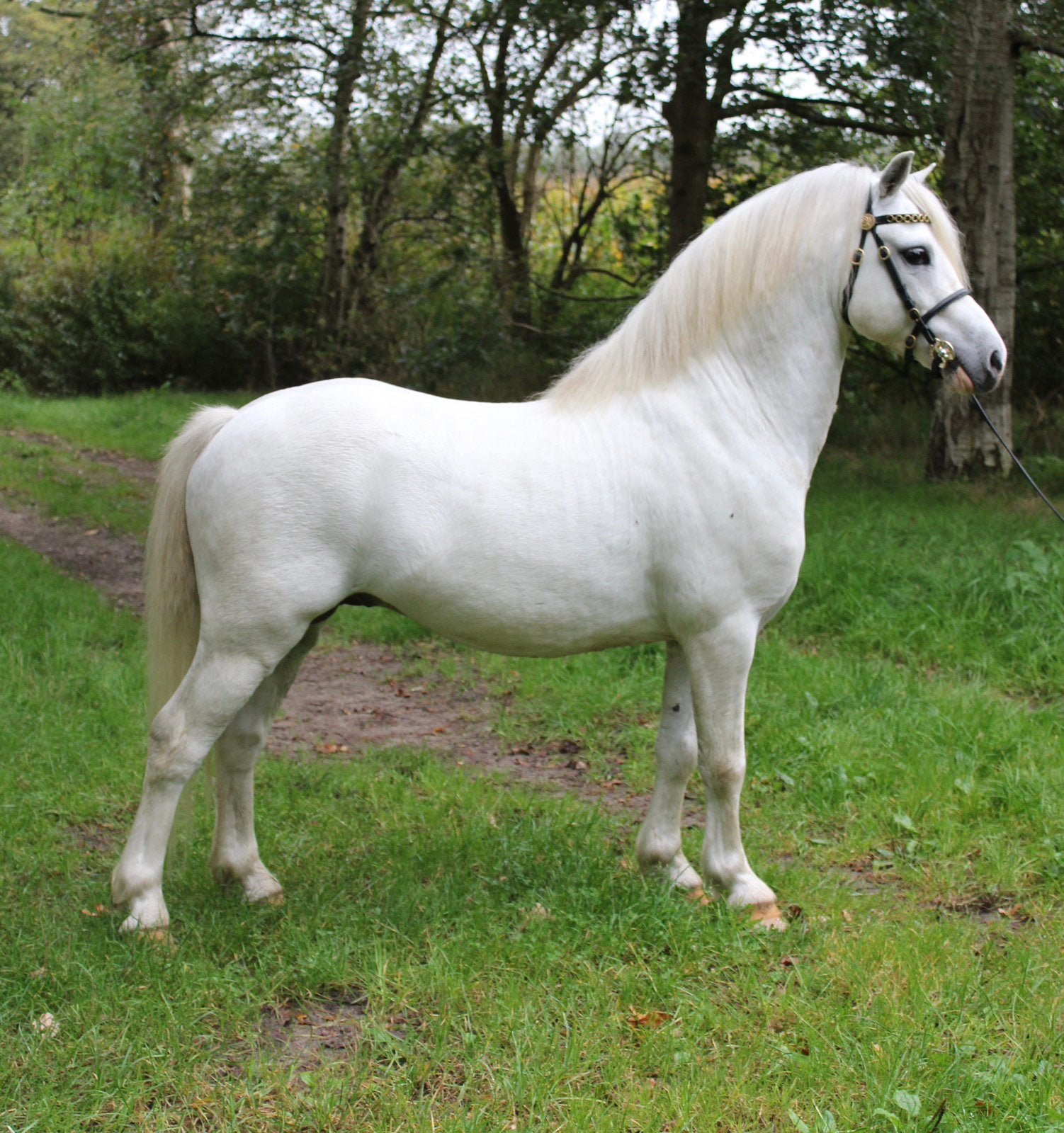 Mooie Welsh A Hengst, Dieren en Toebehoren, Meerdere dieren, Onbeleerd, A pony (tot 1.17m), 3 tot 6 jaar