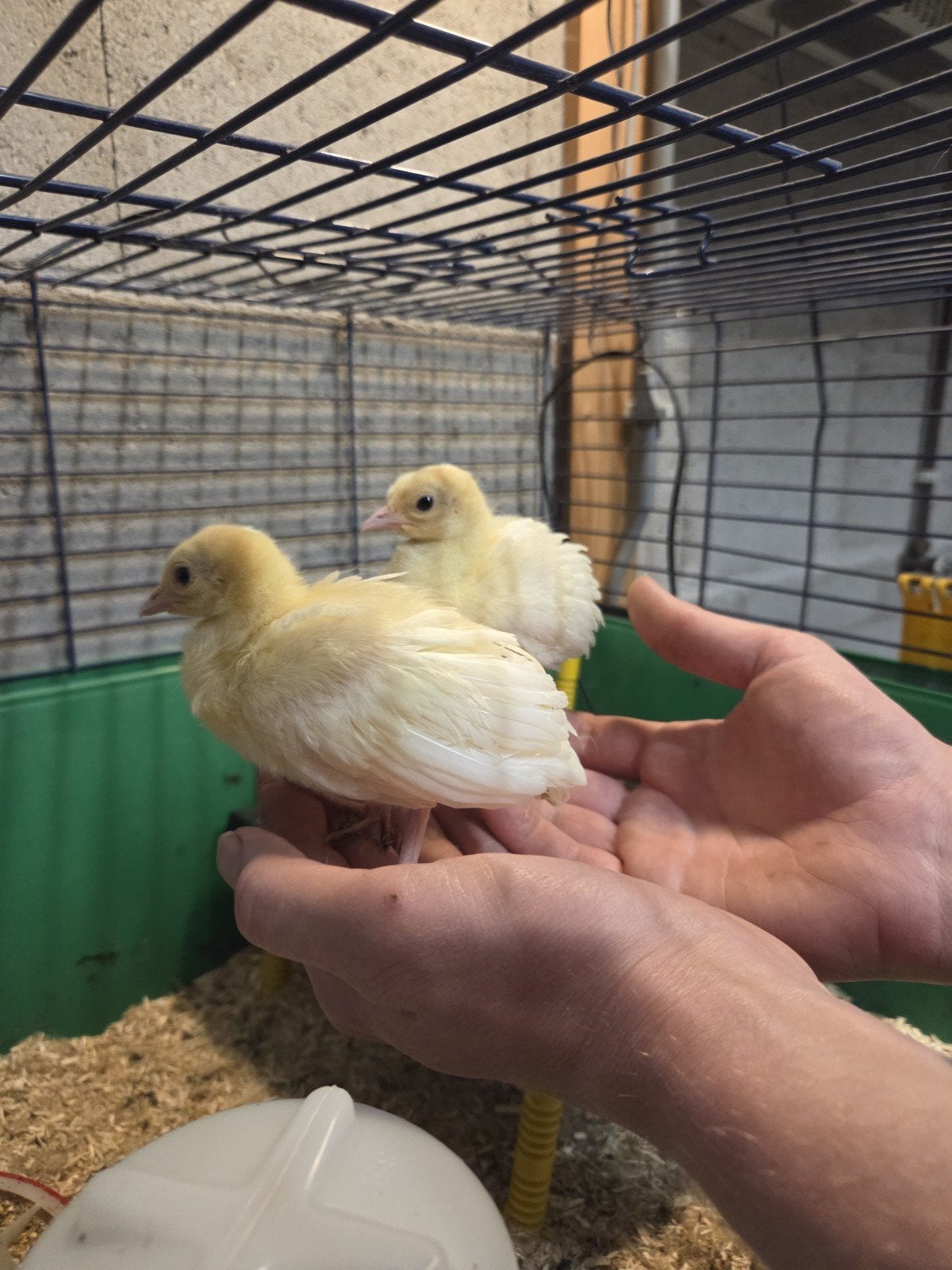 Witte pauwen (kuikens), Dieren en Toebehoren, Meerdere dieren, Overige soorten