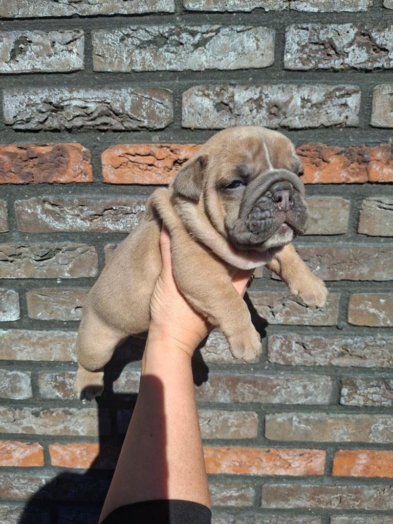 Unieke new english bulldog pups, Dieren en Toebehoren, Honden | Bulldogs, Pinschers en Molossers, Parvo, 8 tot 15 weken, Bulldog