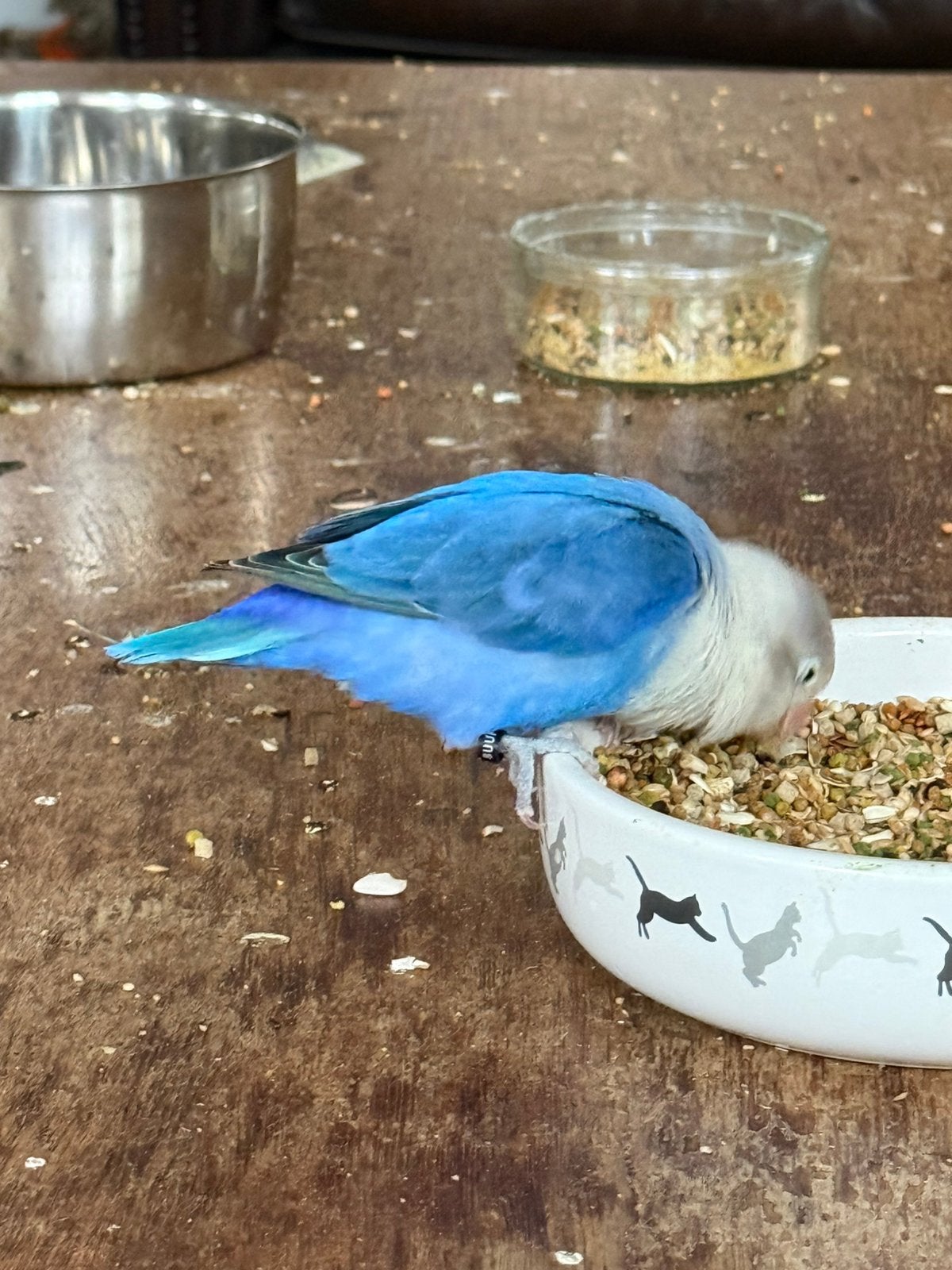 Agapornis Fischeri, pop en tam, Dieren en Toebehoren, Vogels | Parkieten en Papegaaien, Vrouwelijk, Dwergpapegaai of Agapornis