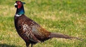 officiële ringen fazanten, Meerdere dieren, Overige soorten