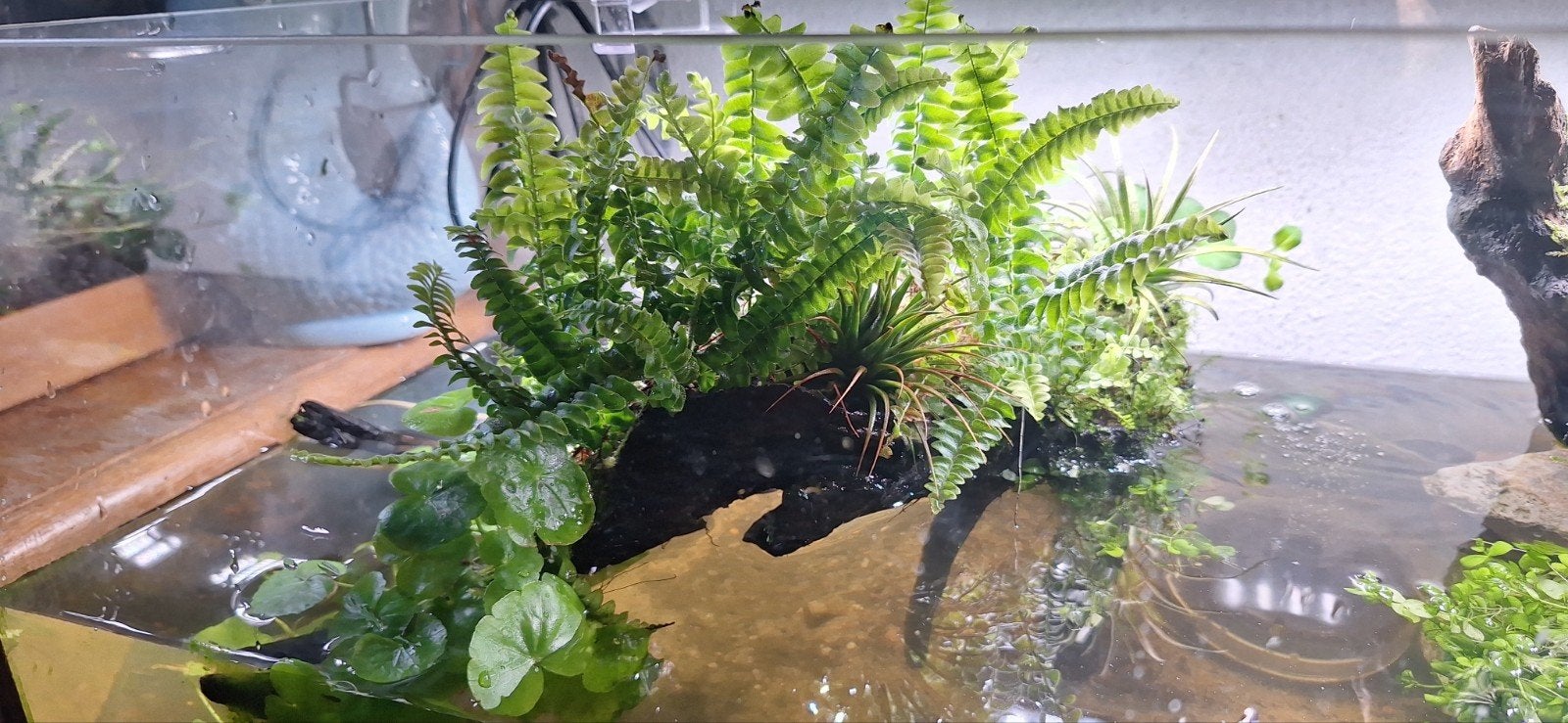 aquariumhout begroeid met plantjes, Dieren en Toebehoren, Ophalen of Verzenden