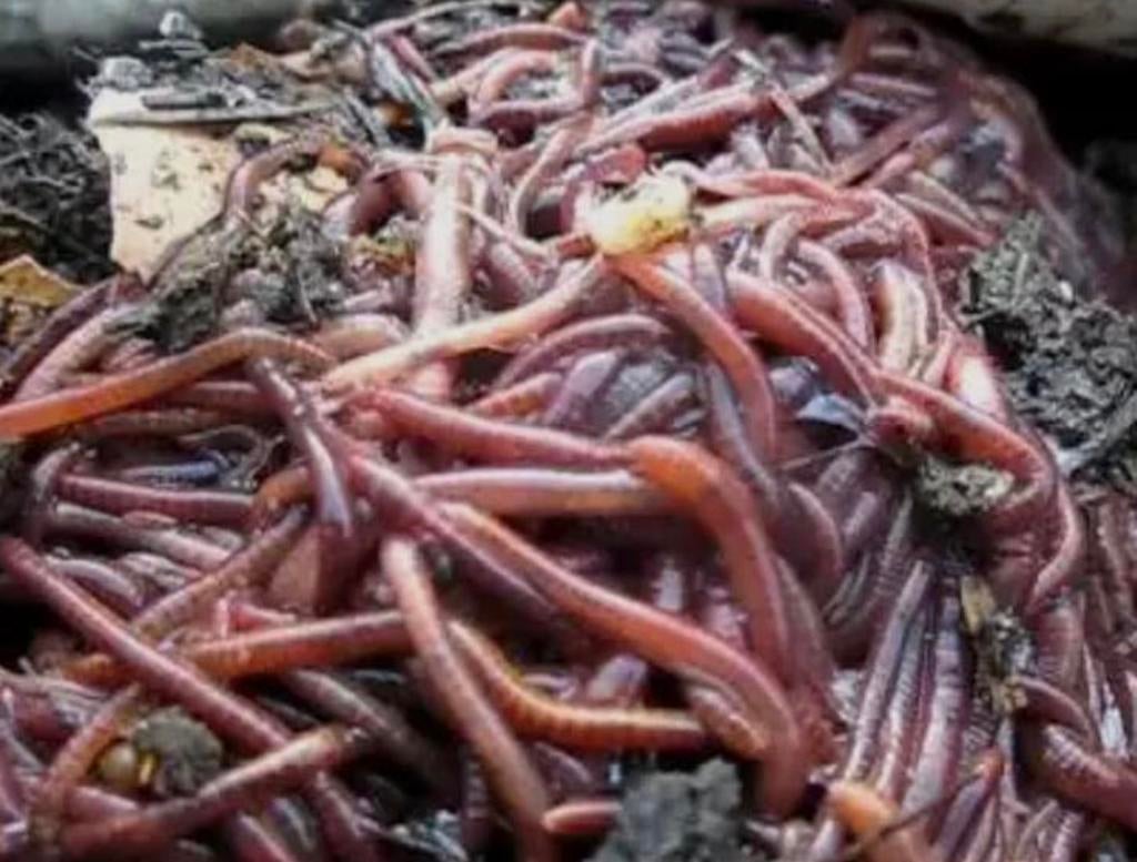 Tijgerwormen Eisenia Fetida kwaliteit uit eigen wormenhotel!, Tuin en Terras, Verzenden