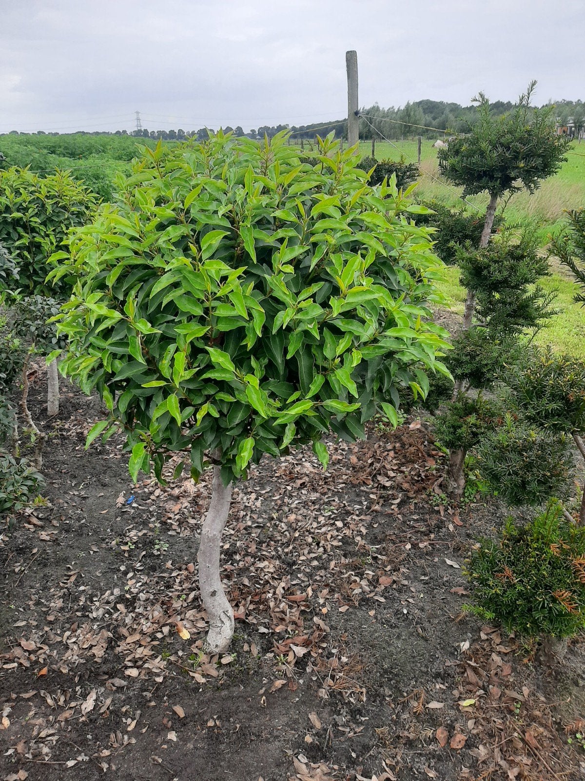 Portugese laurier op stam - Prunus Lusitanica 'Angustifolia', Tuin en Terras, Ophalen of Verzenden