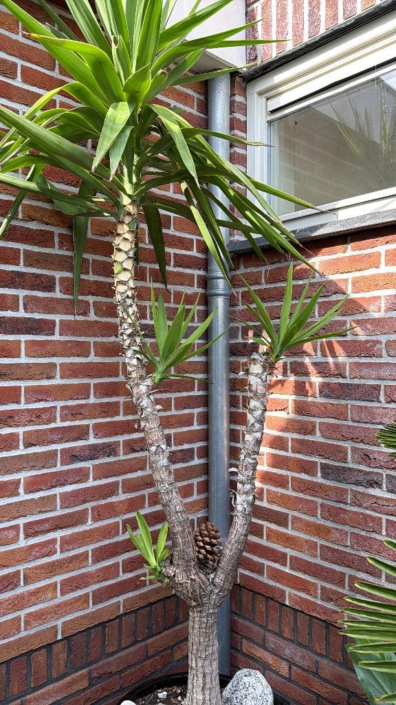 Plant, Vaste plant, Bloeit niet, Halfschaduw, Ophalen