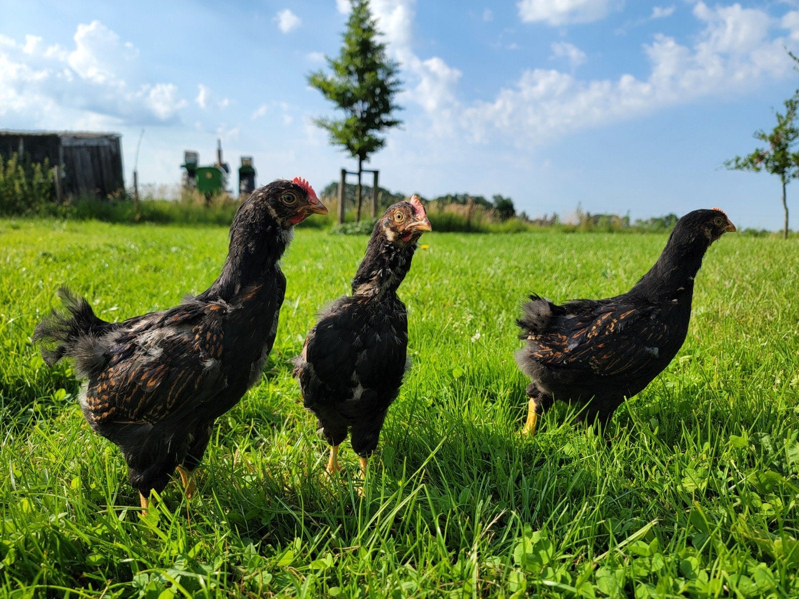 Hanen barnevelders dubbel gezoomd, Mannelijk, Kip