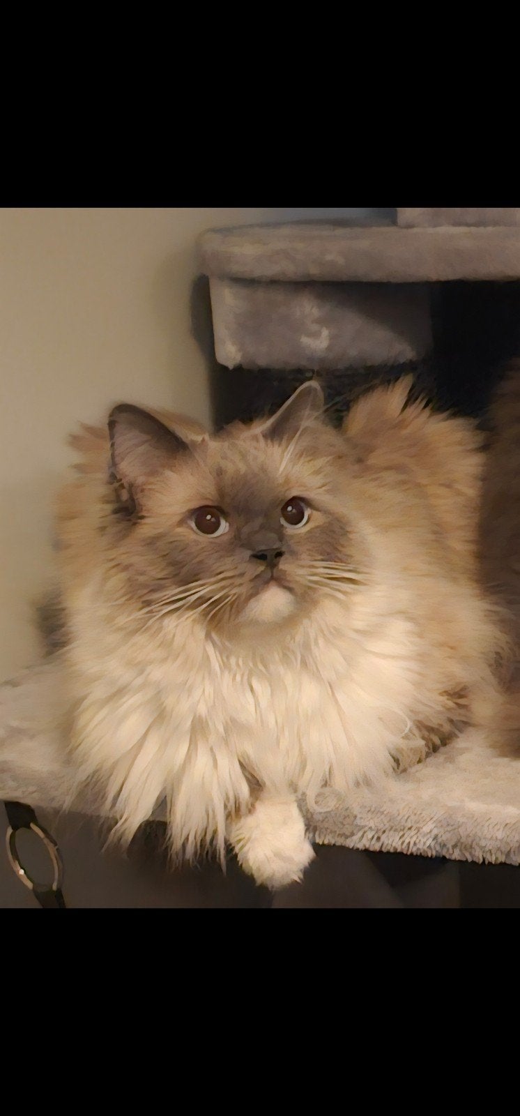 Ragdoll poes (met stamboom), Dieren en Toebehoren, Katten en Kittens | Raskatten | Langhaar, Poes, Met stamboom, 3 tot 5 jaar