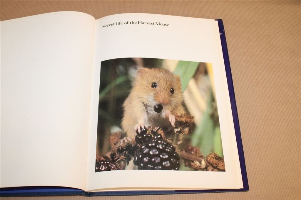 Secret Life of Harvest Mouse — Dwergmuis Natuurfotografie, Boeken, Dieren en Huisdieren, Ophalen of Verzenden, Gelezen, Katten
