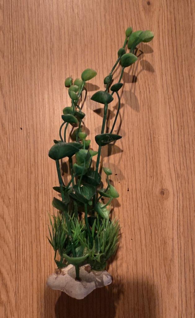 Aquariumplant (nep), Dieren en Toebehoren, Vissen | Aquaria en Toebehoren, Ophalen, Plant(en), Steen of Hout