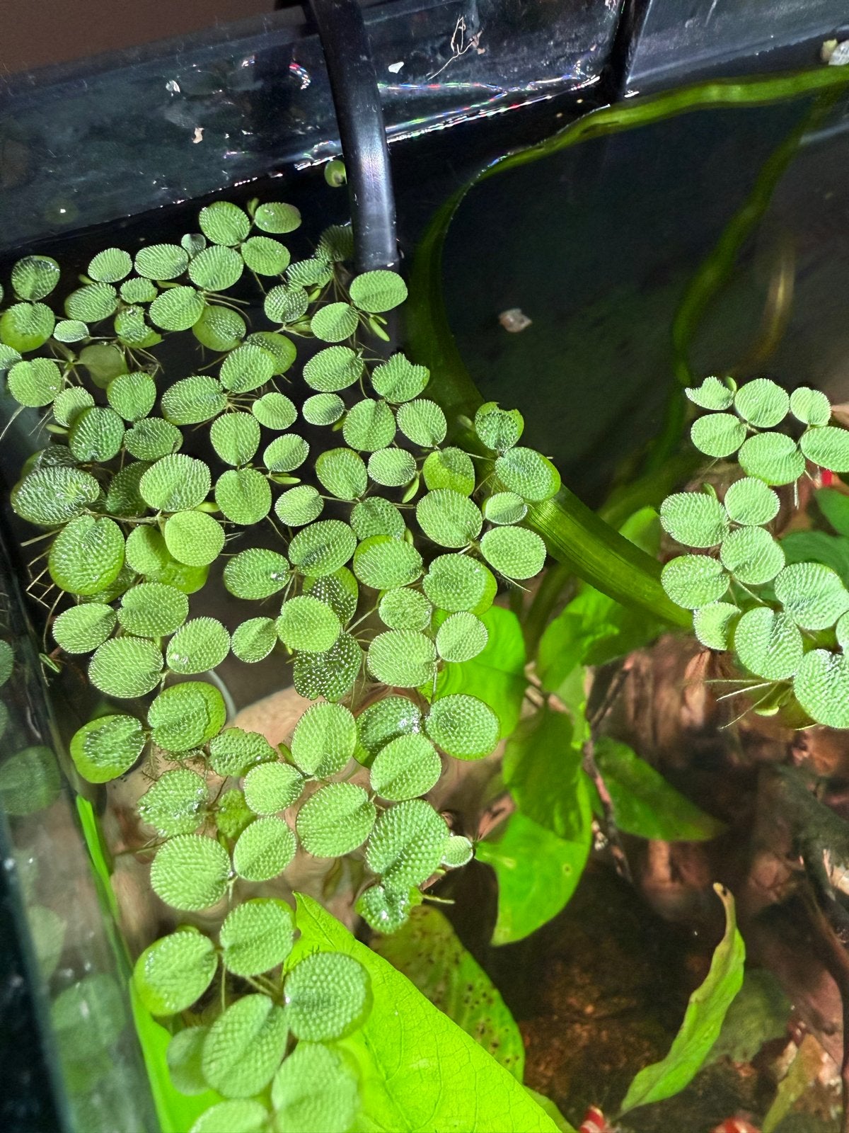 Salvinia Minima drijfplant, Ophalen, Nieuw, Plant(en), Steen of Hout