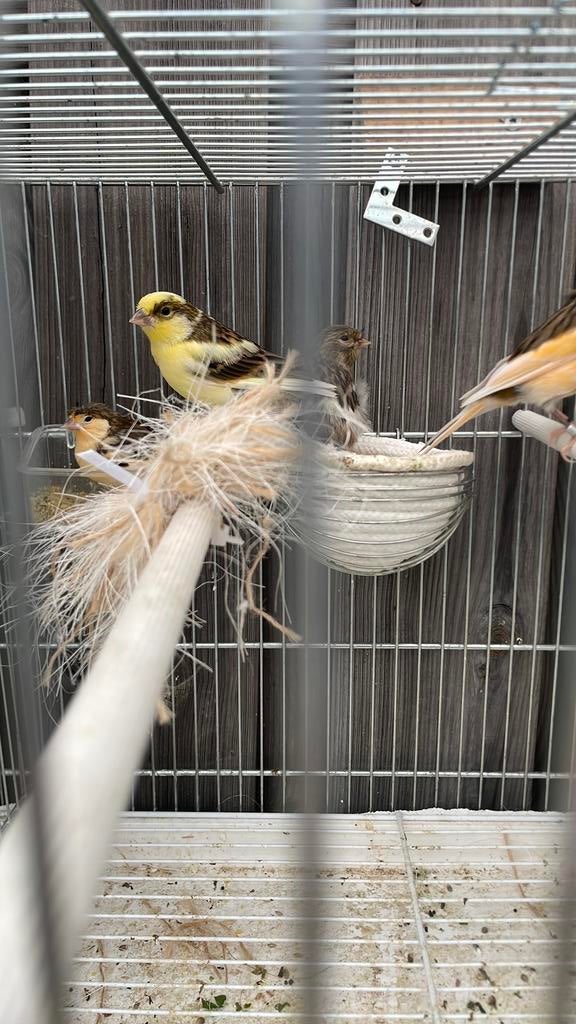 Harlekijn kanarie, Dieren en Toebehoren, Vogels | Kanaries, Mannelijk, Kleurkanarie
