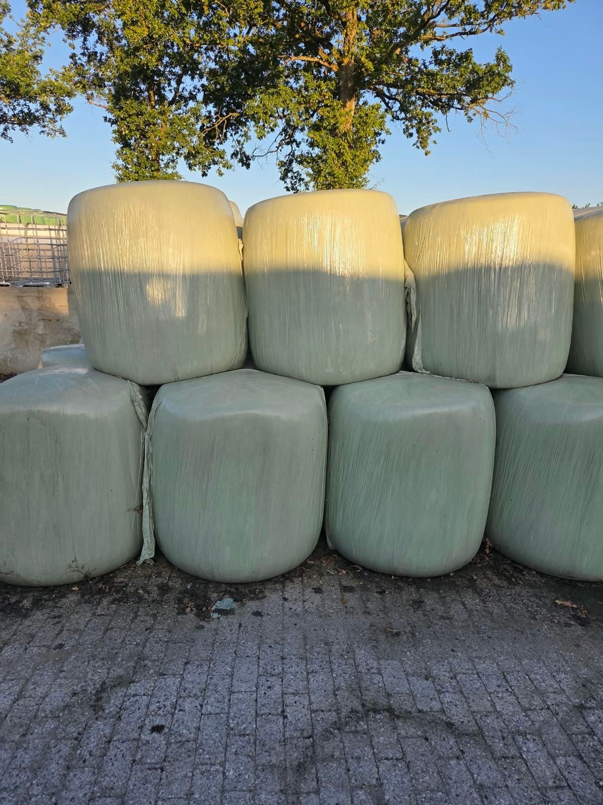 Maïsbalen 500 kg 2025, Ophalen, Vee
