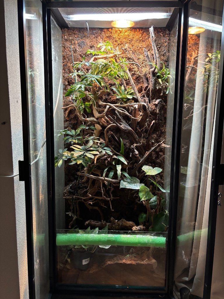 Terrarium met Jemen kameleon Chameleon - female for sale from Scandicharm