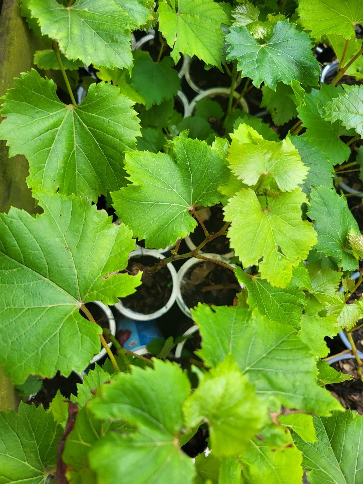 Aromatische druiven stekken - snelgroeiend!, Tuin en Terras, Planten | Tuinplanten, Ophalen, Vaste plant, Fruitplanten, Volle zon