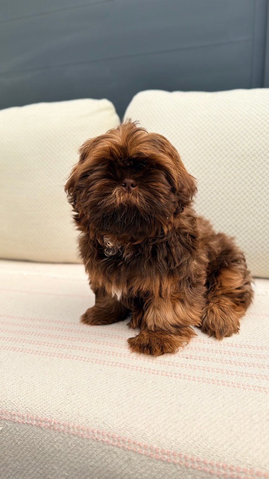 Prachtige Chocolade liver-gen Shih-Tzu pups raszuiver, Parvo, Overige rassen, 8 tot 15 weken, Meerdere
