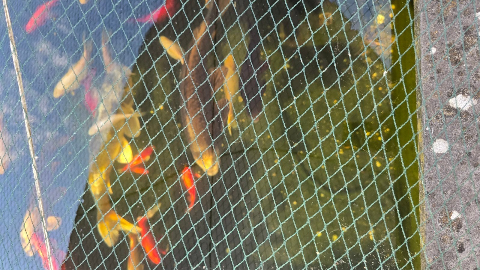 Diverse vijvervissen, Karper of Koi