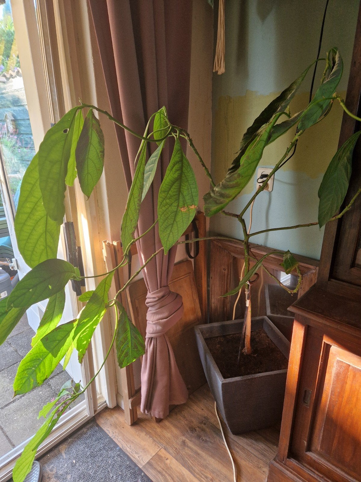 Grote Avocado Plant - Kamerplant, Ophalen, Groenteplant, Halfschaduw, 100 tot 150 cm