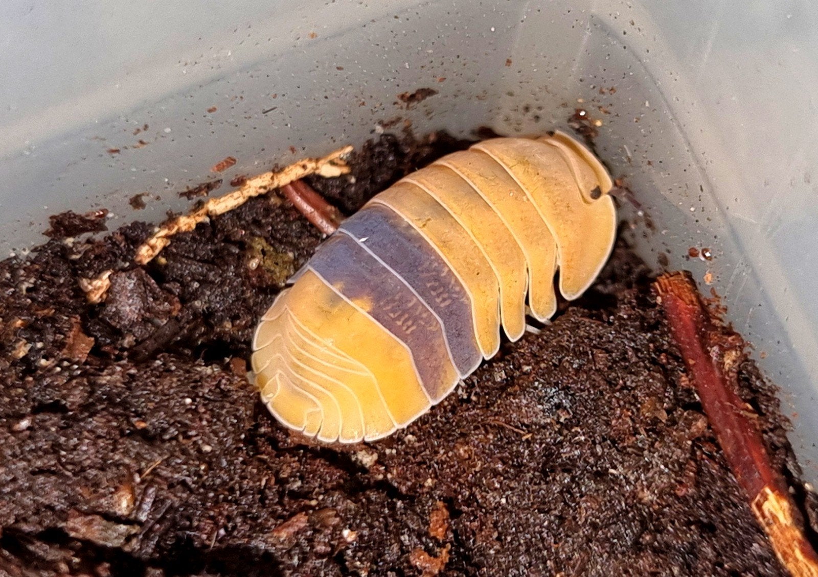 Cubaris Amber Ducky isopods pissebed - 1 groepje beschikbaar, Dieren en Toebehoren, Insecten en Spinnen, Overige soorten