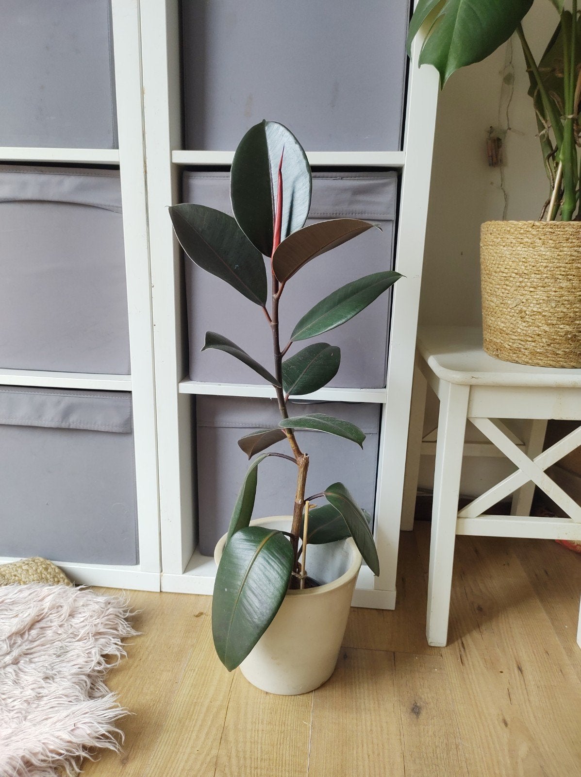 Ficus Elastica Abidjan/ Rubberboom - 70 cm, Ophalen, Ficus, Halfschaduw, Minder dan 100 cm