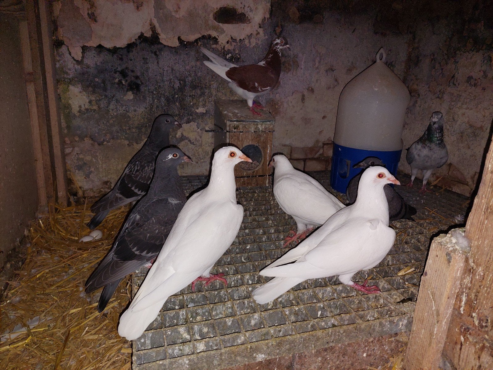 Jonge postduiven, Dieren en Toebehoren, Vogels | Duiven, Meerdere dieren, Overige soorten