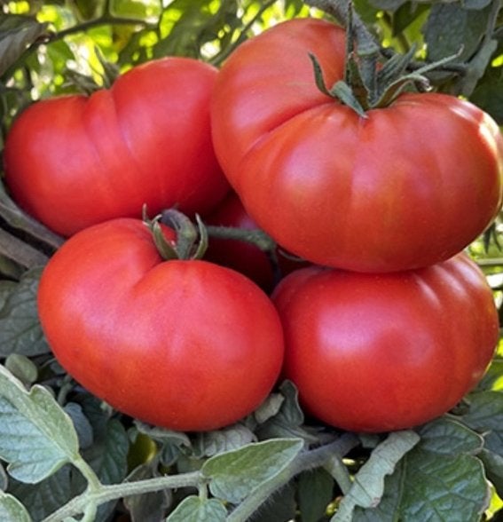 Tomaten zaden super marmande, Tuin en Terras, Ophalen of Verzenden, Volle zon, Zaad