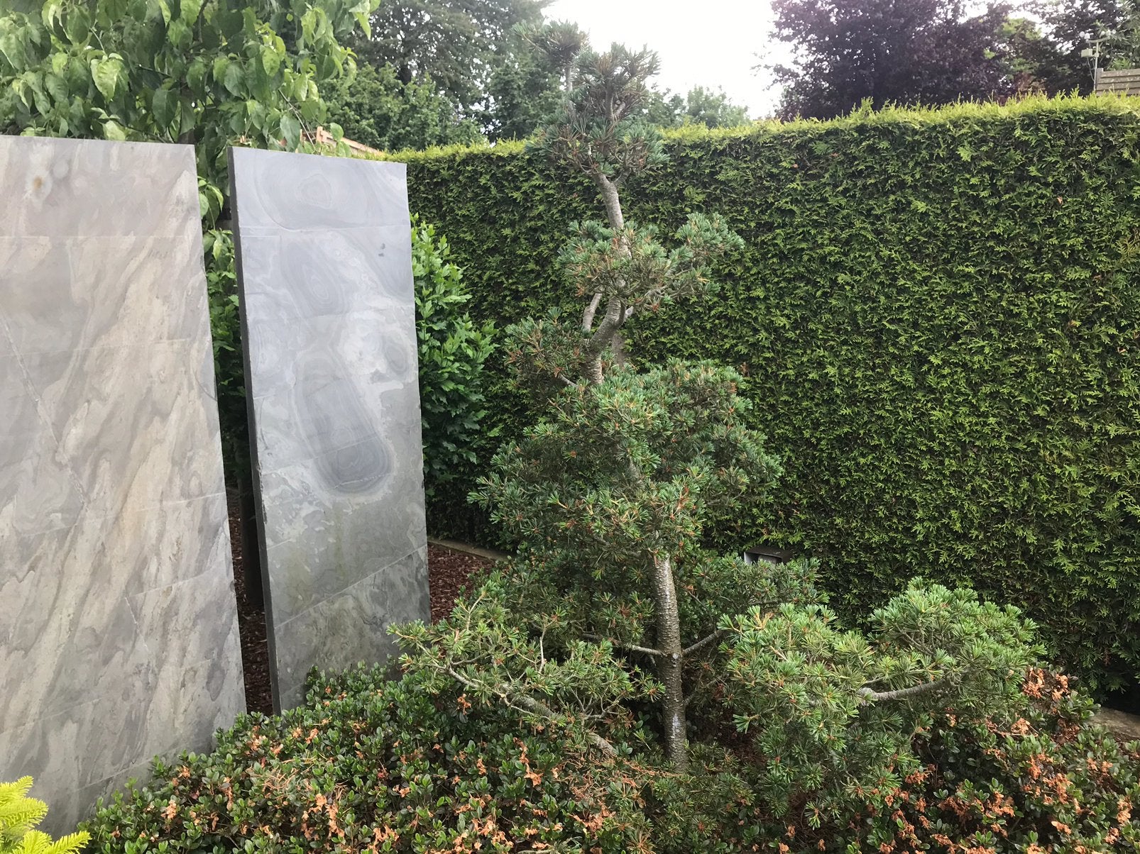 Te koop vormsnoei Pinus parviflora pentaphylla glauca Niwaki, Tuin en Terras, Ophalen, Vaste plant, Overige soorten, Volle zon