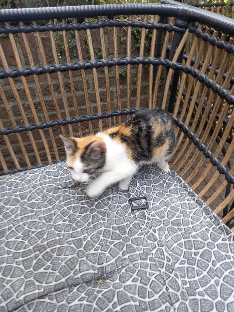 Kittens, Poes, Ontwormd