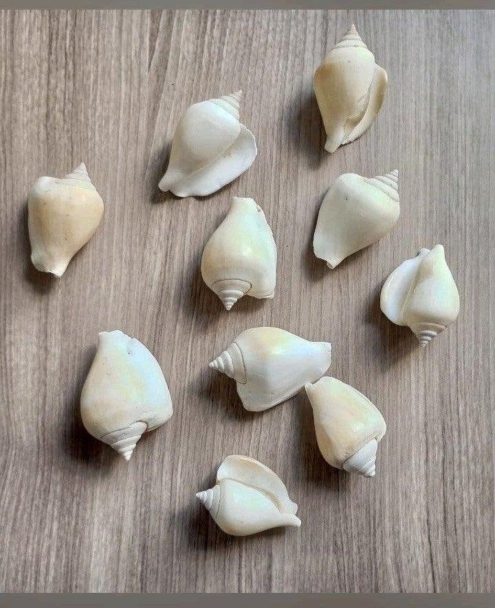 Set van 10 decoratieve schelpen, Ophalen of Verzenden, Zo goed als nieuw