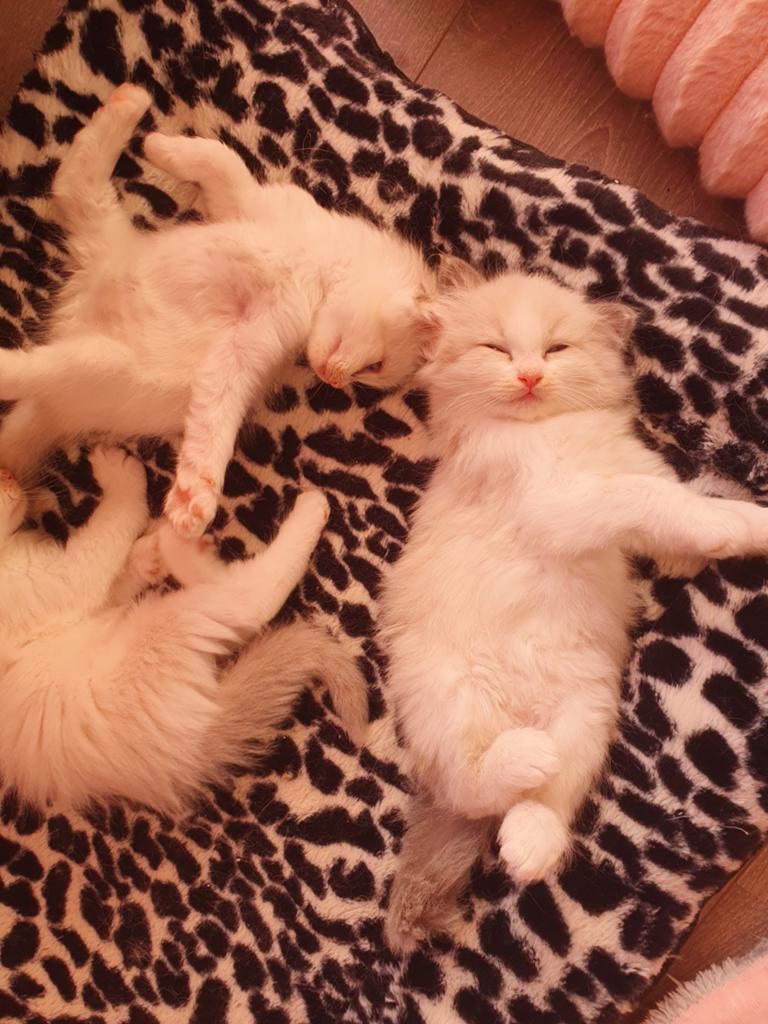 Fluffy ragdoll kittens, Meerdere dieren