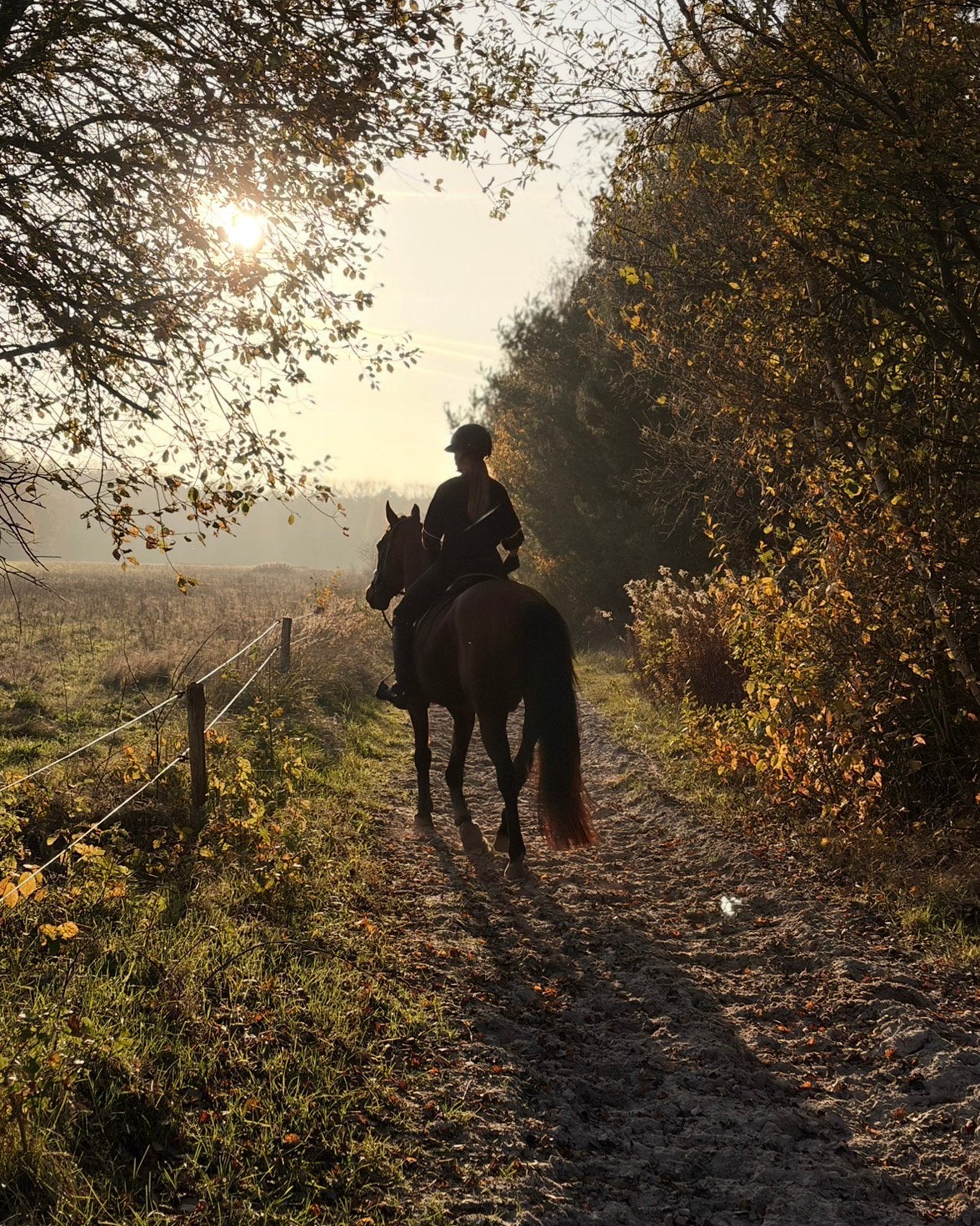 Lief recreatie paard ruin 6 jaar 1.62, Gechipt, B, Ruin, 3 tot 6 jaar