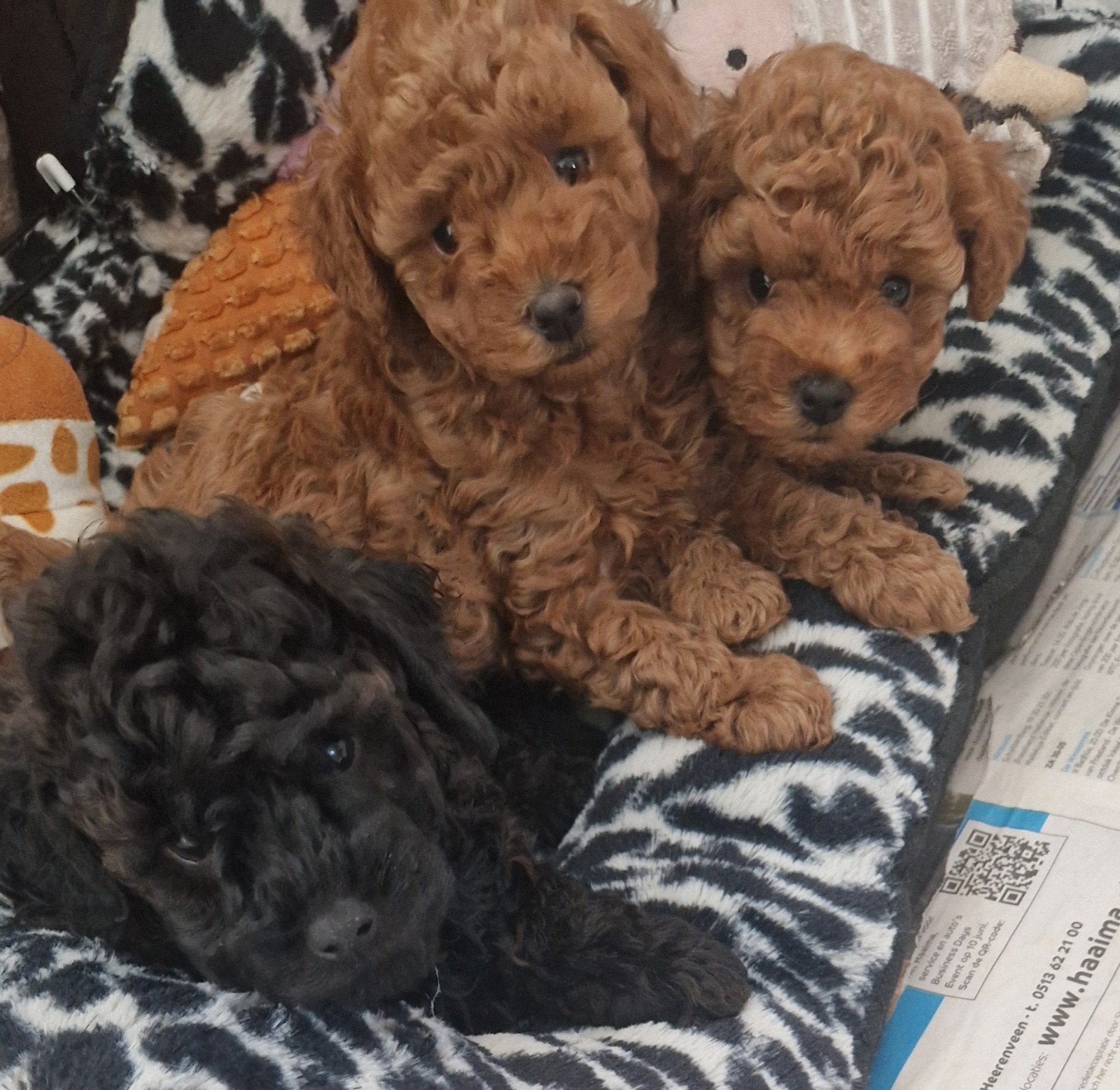 Toy Poedel pups Van Geteste Ouders Opa ,s en Oma,s Bekend, Poedel, 8 tot 15 weken, Meerdere, Meerdere dieren