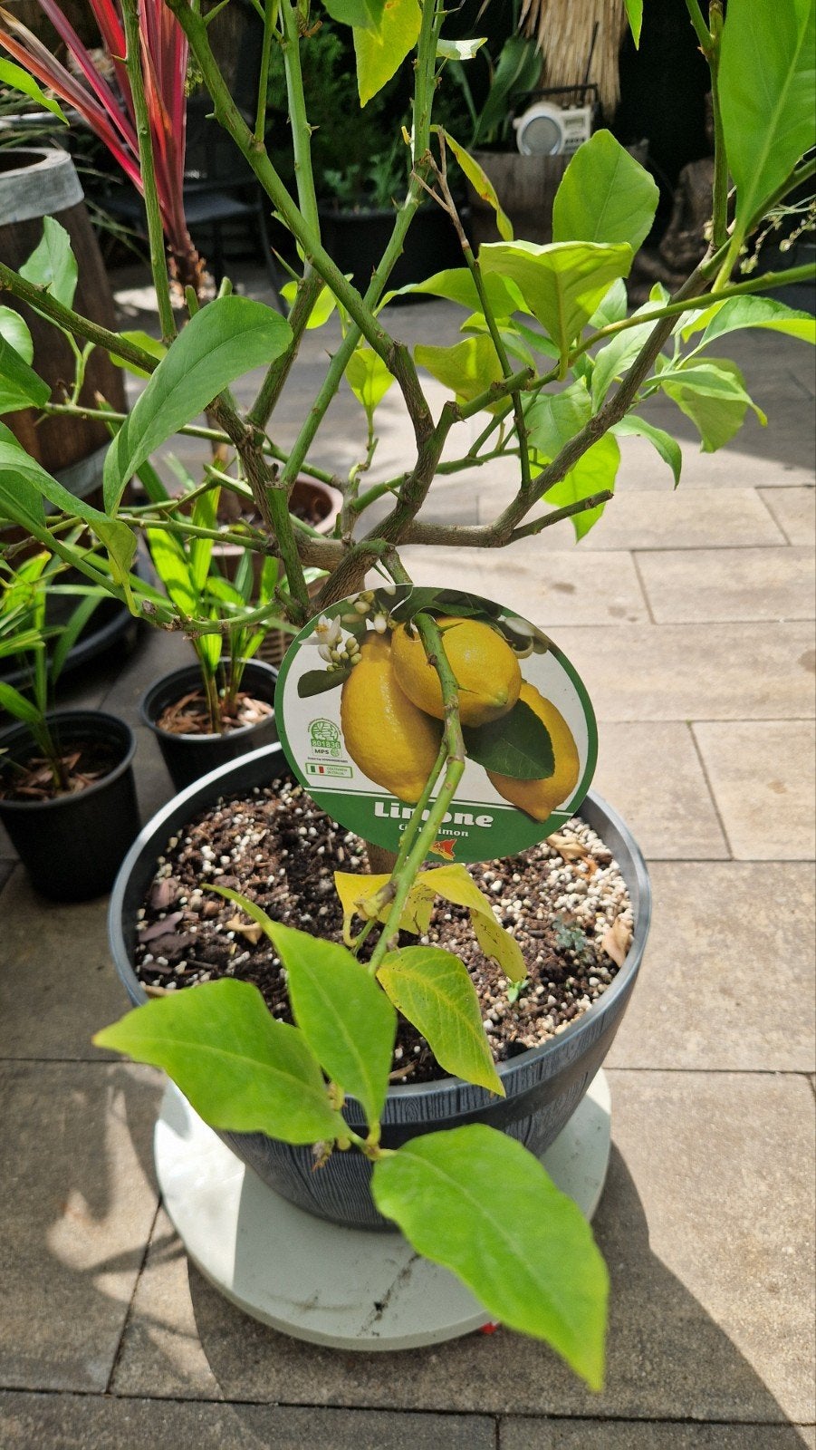Citrusboompjes en palmbomen Zevenaar, Tuin en Terras, Planten | Tuinplanten, Ophalen, Volle zon, Vaste plant, Fruitplanten