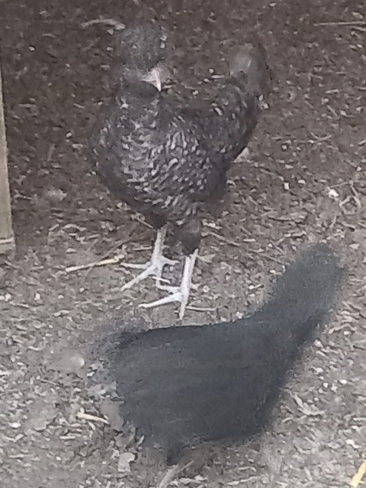 Kuifhoen koekoek 2 x kriel hen, Vrouwelijk, Kip