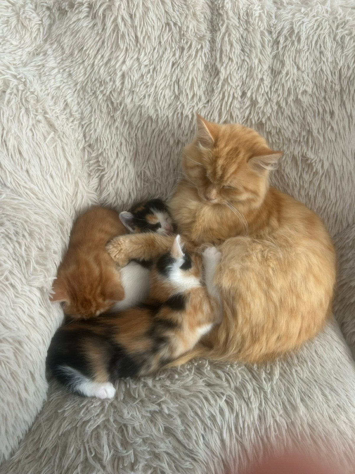 Siberische boskat kittens, Meerdere dieren, 0 tot 2 jaar