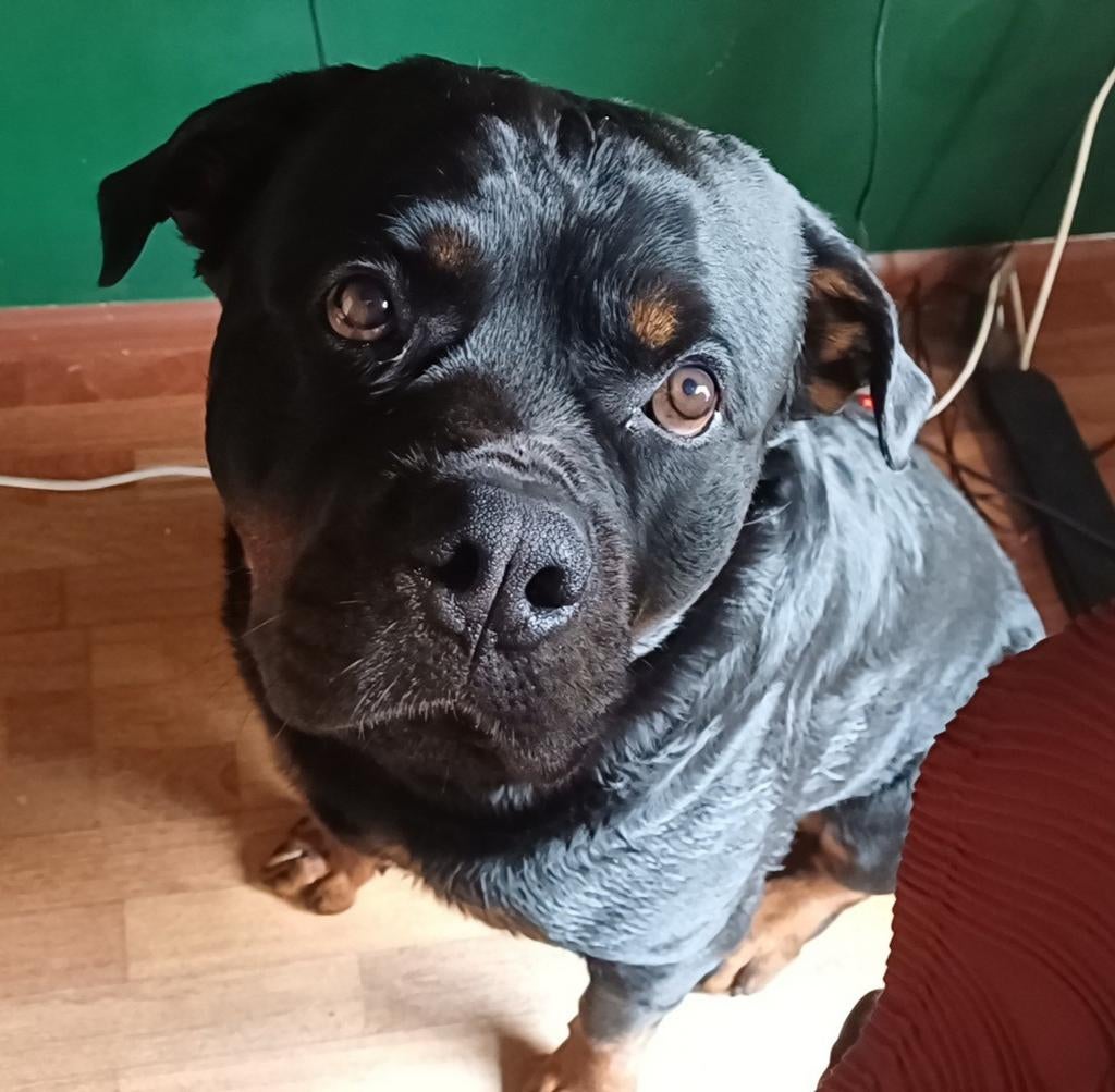Rottweiler dekreu, Dieren en Toebehoren, Honden | Dekreuen, Reu, Particulier, Eén hond, Nederland, 3 tot 5 jaar