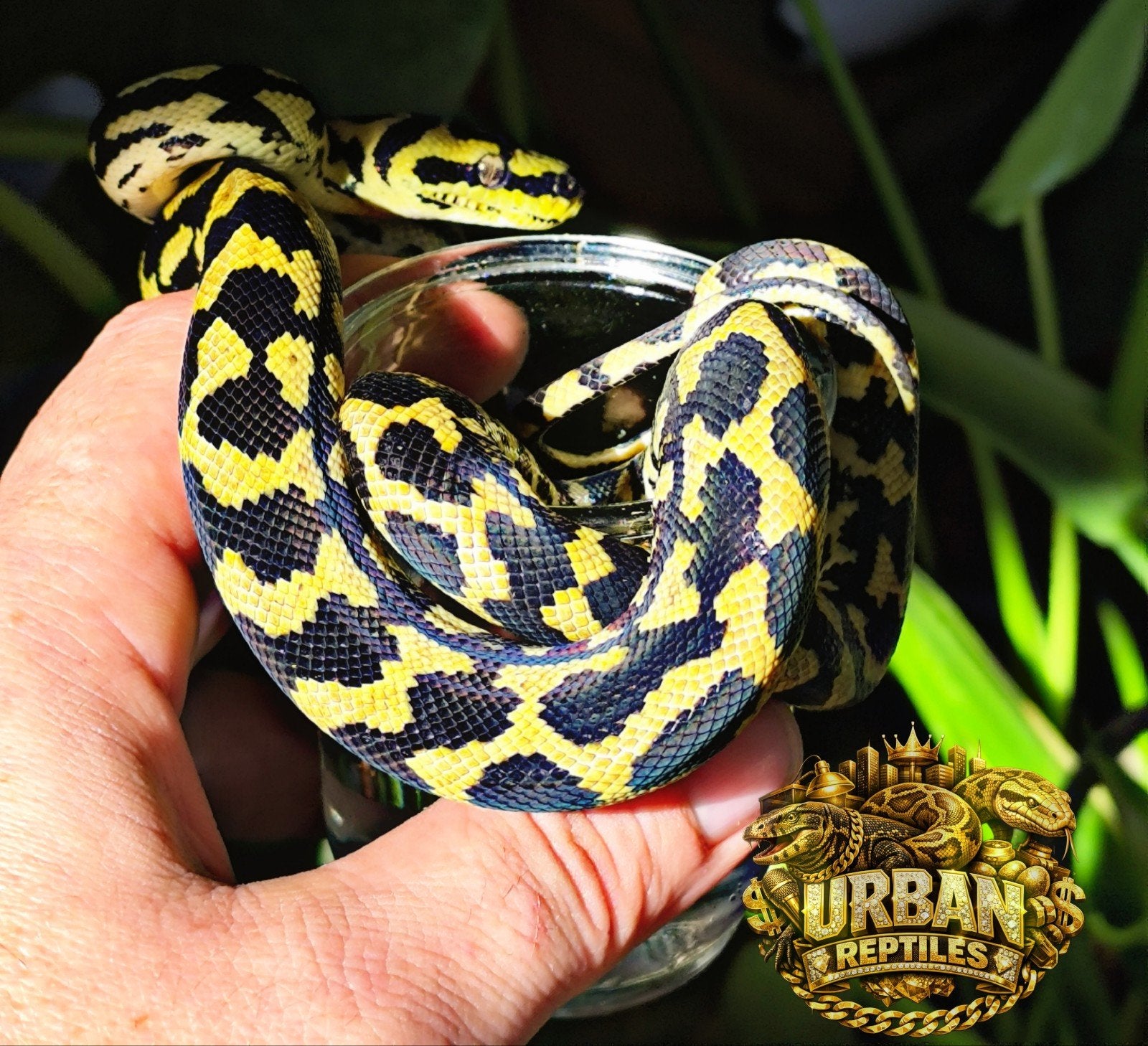 morelia spilota cheynei 1.2 Carpet Python - unknown for sale from jimmy