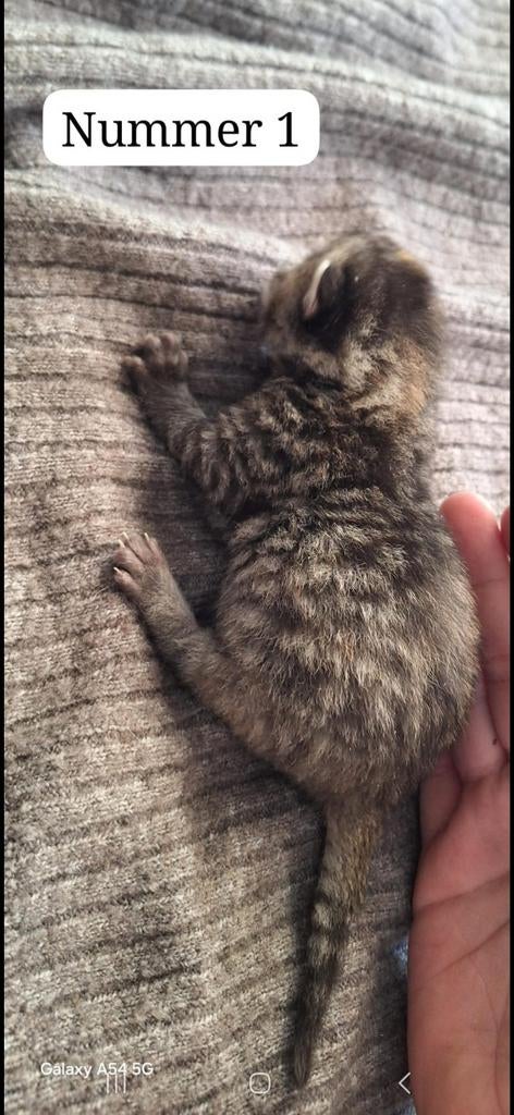 Nog 3 kittens(meisjes) kruising ragdoll, Dieren en Toebehoren, Meerdere dieren, 0 tot 2 jaar